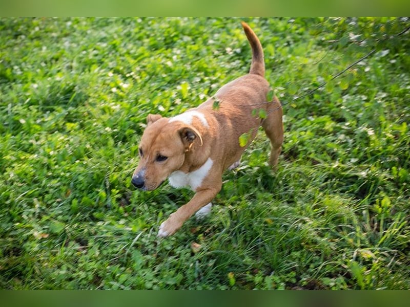 FIDUZ - der neugierige, fröhliche Rüde freut sich auf eine unternehmungslustige Familie