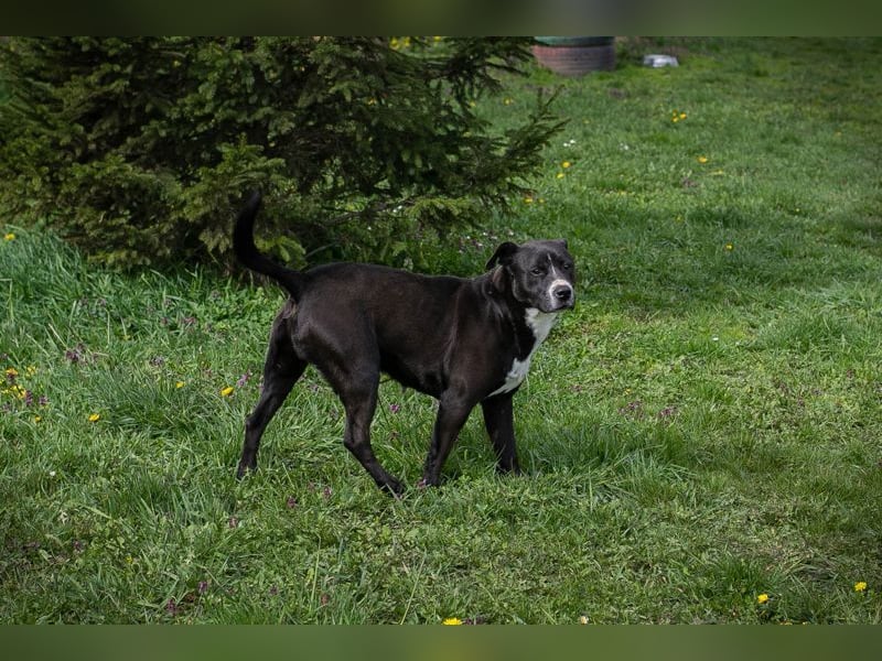 RUDI - trotz meiner Rasse wünsche ich mir ein liebevolles Zuhause...
