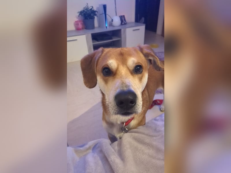 CHARLY - ich suche ein hundeerfahrenes Zuhause - am liebsten ohne Kinder!