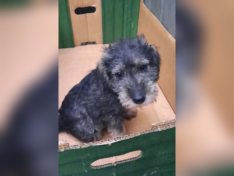 Chip-Nr. 2366551 - das kleine Welpenmädchen hätte so gerne einen tollen Namen und ein Zuhause