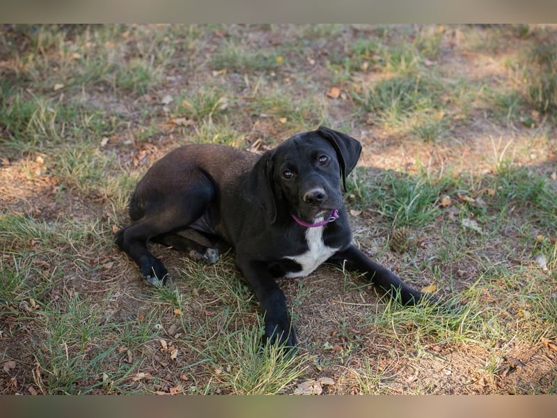 Chip 278072 - Junghündin sucht Familie und einen Namen