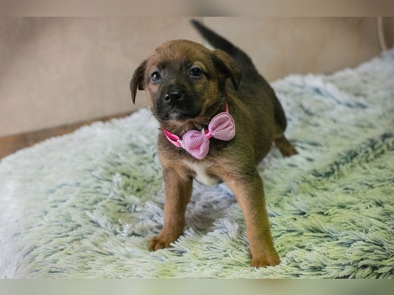 Welpe AMBER - knuddeln, lernen, spielen - schenkst du mir dein Herz und ein Zuhause?