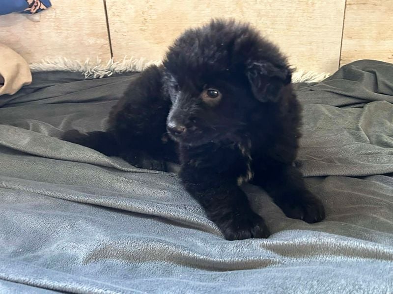 Welpe Chip Nr. 275371 - der kleine Racker freut sich auf tolle Abenteuer mit seinen Menschen