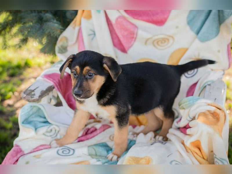 Welpe ROSARIO - ich möchte so gerne DEIN vierbeiniger Begleiter sein!