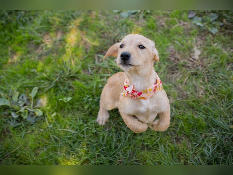 Welpe Chip-Nr. 270070 - die lustige und neugierige kleine Maus träumt von einer eigenen Familie!