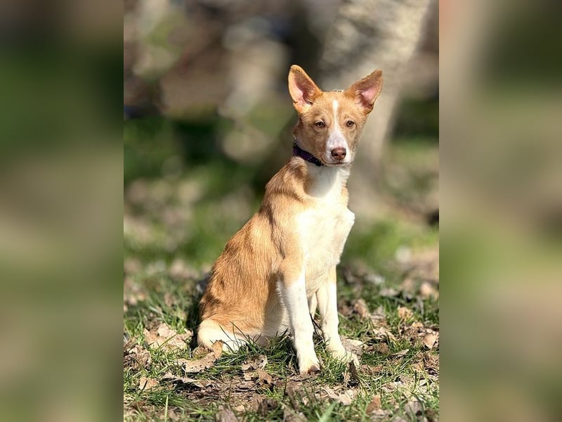 RAMONA - die gesellige und anhängliche Hündin sucht eine unternehmungslustige Familie