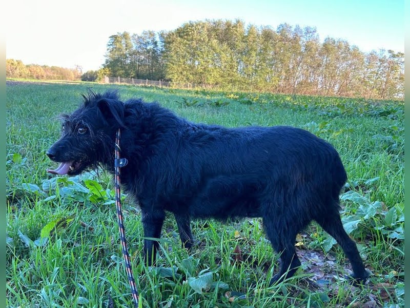 SHANI (ehem. SHY) - ich habe es geschafft und suche jetzt eine liebe, geduldige Familie!