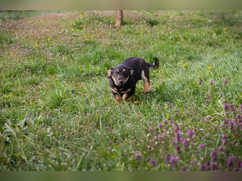 Welpe Chip Nr. 271651 - ich freue mich auf tolle Abenteuer mit meinen Menschen!