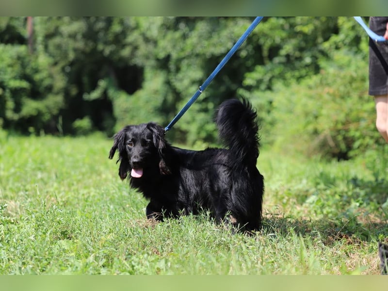 SID - wer möchte mit mir spielen, kuscheln und lernen und mir ein tolles Für-Immer Zuhause schenken?