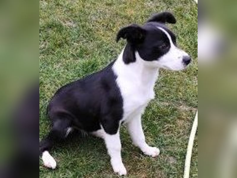 Welpe DITTA - ich mag andere Hunde und Menschen und suche ein liebevolles Zuhause