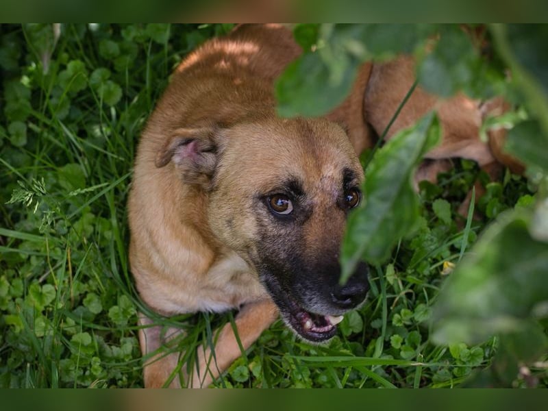 GRETA - die gehorsame und verschmuste Hündin träumt von einem tollen eigenen Zuhause