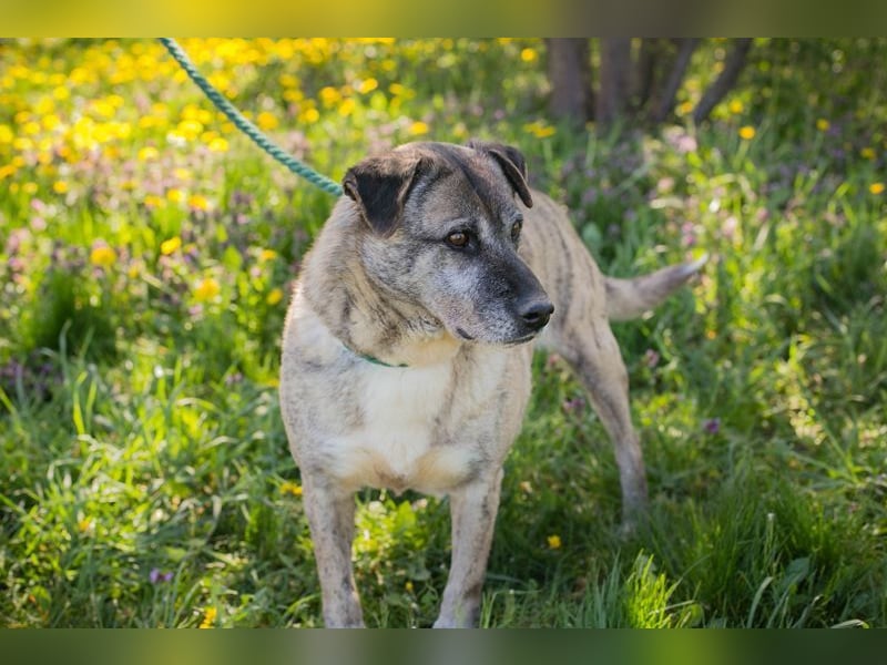 WILSON - der ruhige und bedächtige Senior mit der zarten Seele sucht ein liebevolles Zuhause