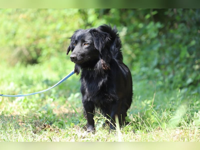 SID - wer möchte mit mir spielen, kuscheln und lernen und mir ein tolles Für-Immer Zuhause schenken?