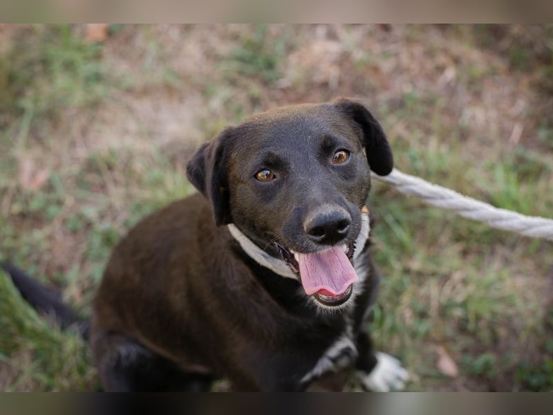 Chip 264832 - Junghund auf der Suche nach seiner Familie