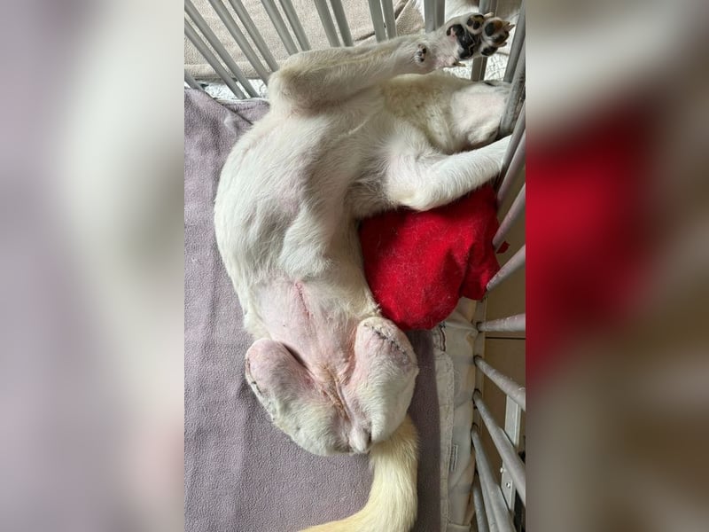 HEIDI - wer schenkt der lieben Maus sein Herz und ein tolles Zuhause?