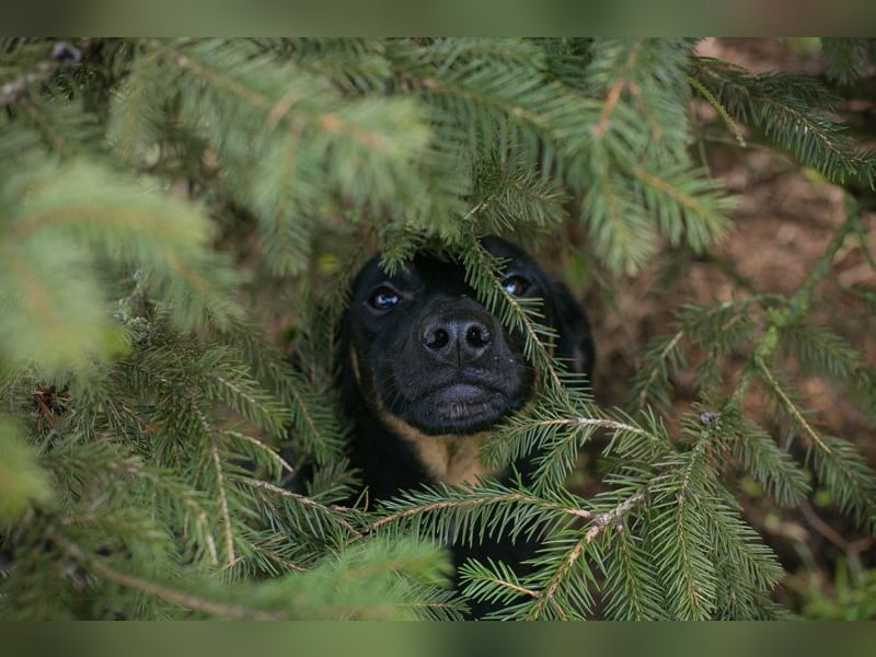 MELIKE - die liebebedürftige, brave Maus sucht ein liebevolles Für-Immer Zuhause!
