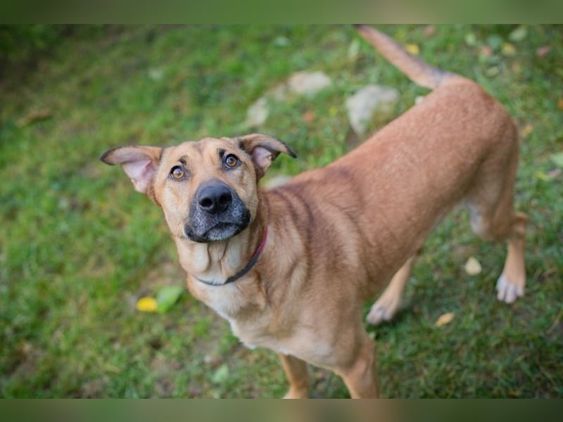 YARAH - die liebe und dankbare junge Hündin träumt von einem liebevollen Zuhause