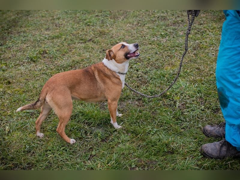 ANITA -  die hübsche Maus träumt von einem tollen Für-Immer Zuhause