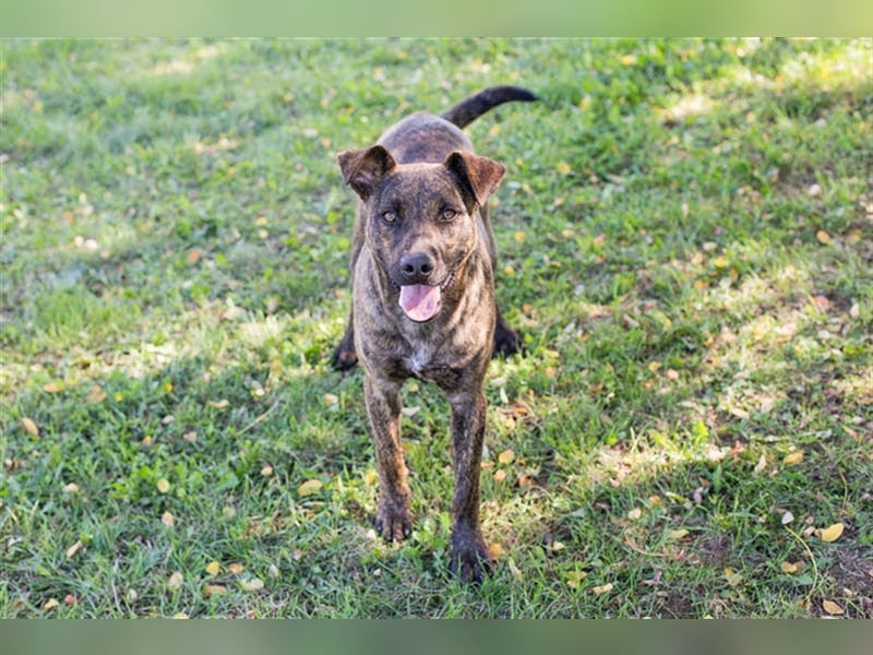 JASCHA - diese blöde Liste beschwert es, in meine Familie zukommen