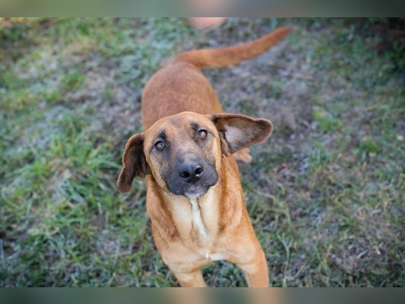 HAZEL - ich freue mich auf ein tolles Leben mit meinen Menschen!