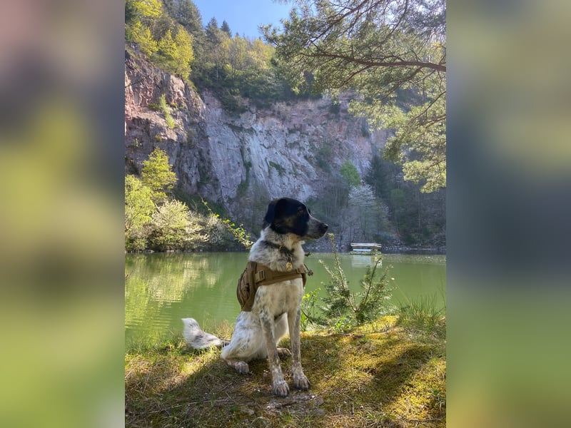 BONNI - Sensible, feinfühlige, ruhige Junghündin sucht ihre Familie