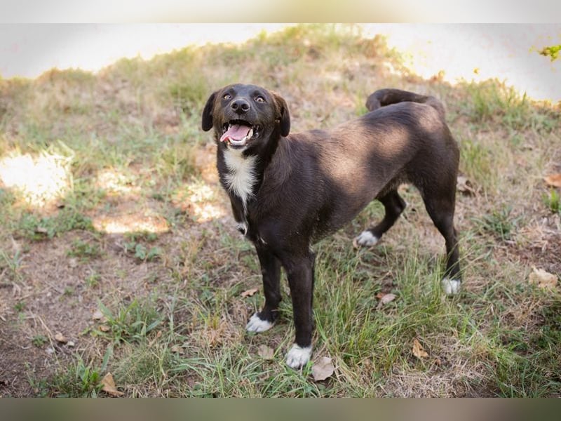 Chip 264832 - Junghund auf der Suche nach seiner Familie