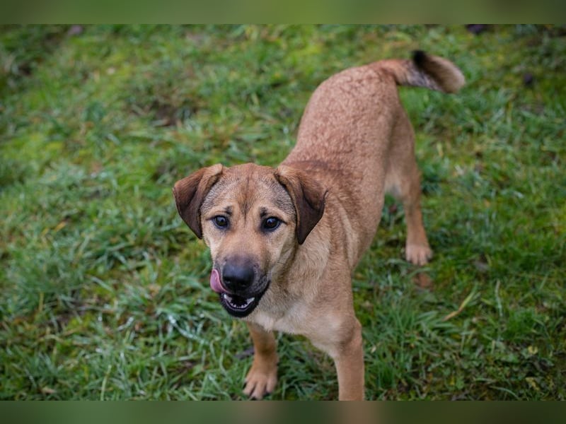 Name: Chip-Nr. 264447 - die muntere und aktive Hündin sucht ein liebevolles Für-Immer Zuhause