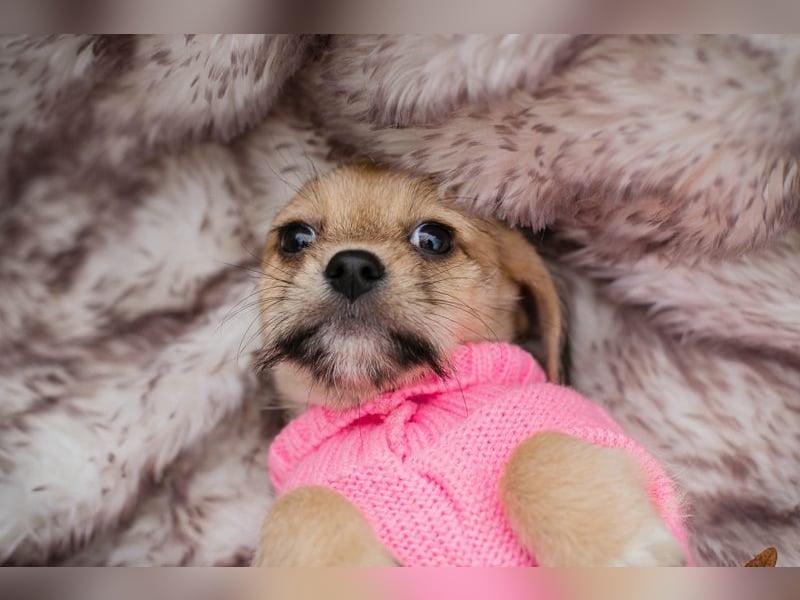 Welpe Chip Nr. 255615 - das goldige Mädchen träumt von einem liebevollen Für-Immer Zuhause