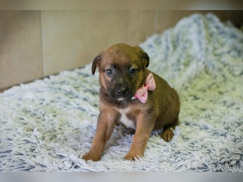 Welpe AMBER - knuddeln, lernen, spielen - schenkst du mir dein Herz und ein Zuhause?