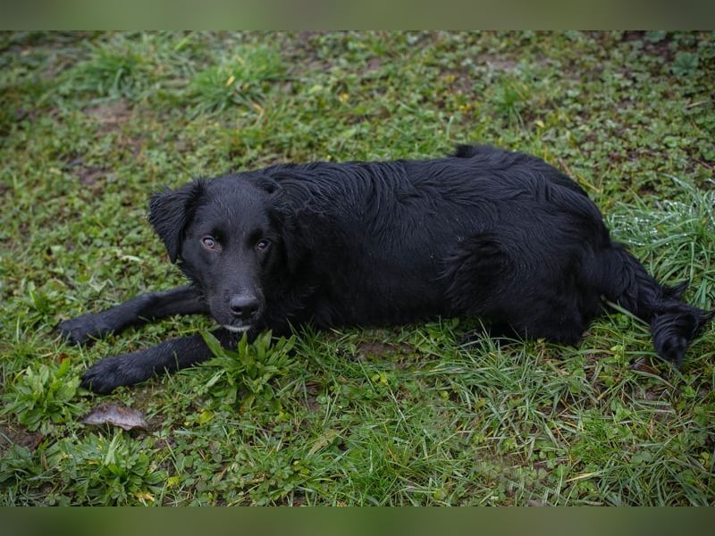 RONNY - kuscheln, lernen, spielen - wer schenkt mir sein Herz und ein Zuhause?