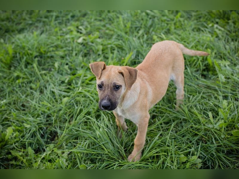 Welpe Chip Nr. 275173 - wenn ich groß bin möchte ich eine richtige Familienhündin sein1