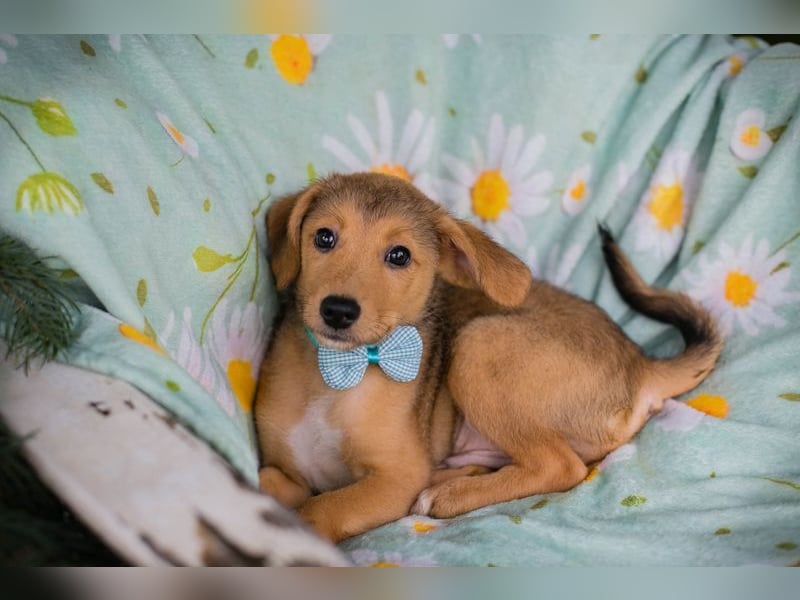 Welpe IBU - kuscheln, schmusen, lernen... schenkst du mir ein Zuhause?