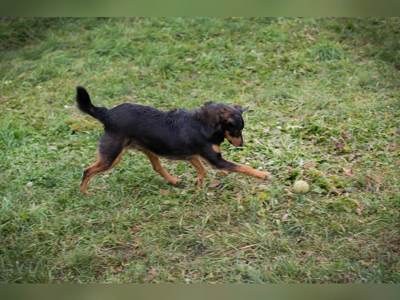 SKIBBY - ich möchte spielen + kuscheln und suche Familienanschluss mit großem Garten