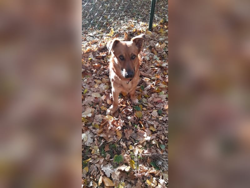 FOXY - ich wünsche mir eine liebevolle Familie, die mir zeigt wie schön ein Hundeleben sein kann...