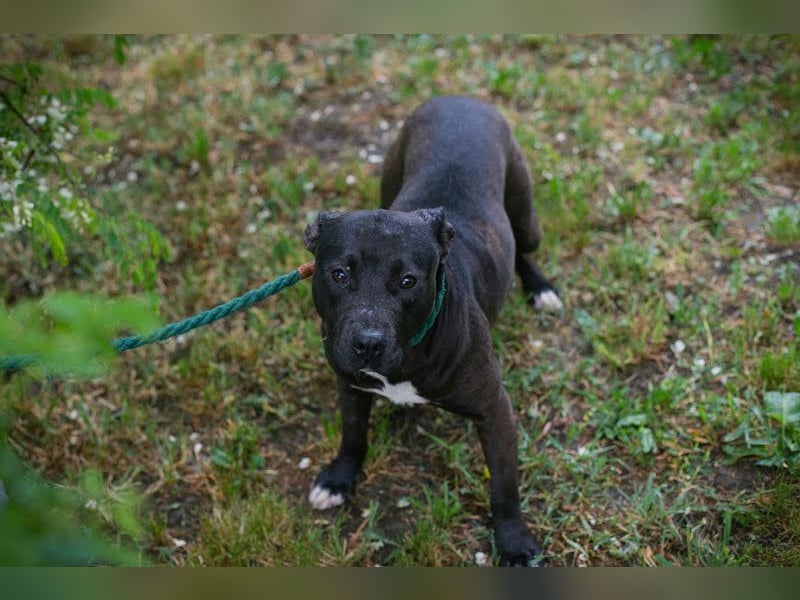 SAPPHIRE - wer schenkt mir sein Herz und ein Zuhause?