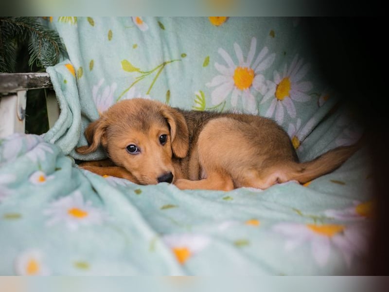 Welpe IBU - kuscheln, schmusen, lernen... schenkst du mir ein Zuhause?