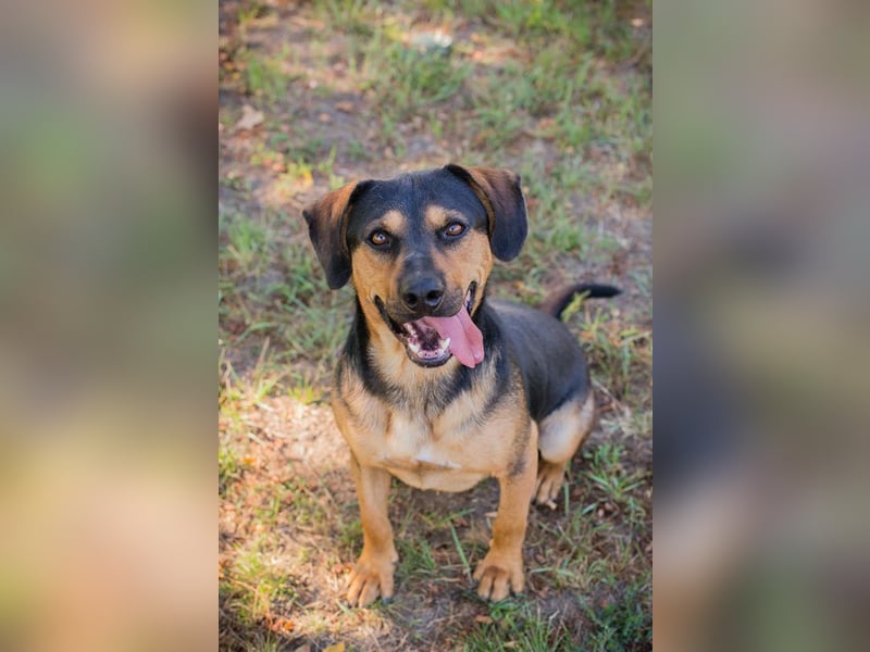 CHIP 232046 - Aktiver, verspielter Hundemann sucht seine Familie...