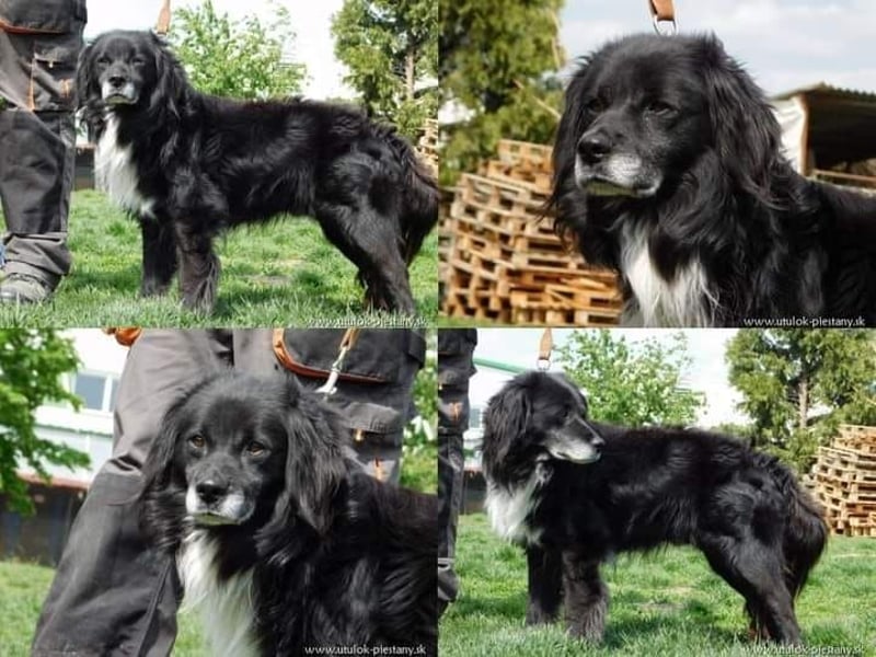 GUGO - lieber, genügsamer und braver Senior sucht ruhiges Plätzchen mit Familienanschluss