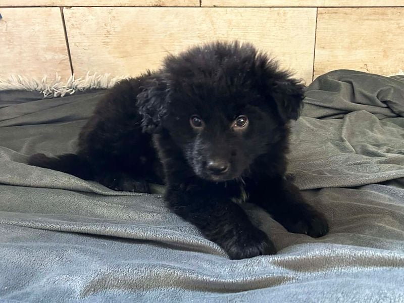 Welpe Chip Nr. 275371 - der kleine Racker freut sich auf tolle Abenteuer mit seinen Menschen