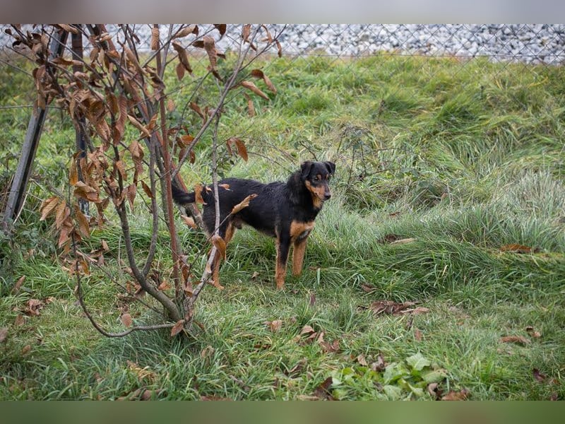 SKIBBY - ich möchte spielen + kuscheln und suche Familienanschluss mit großem Garten