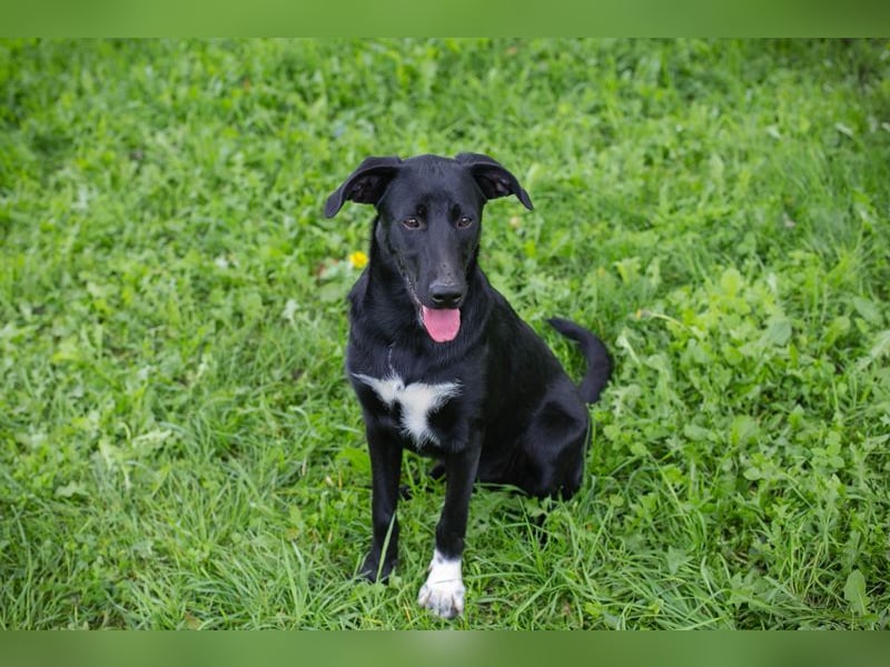 Angie - sie ist aktiv und liebesbedürftig