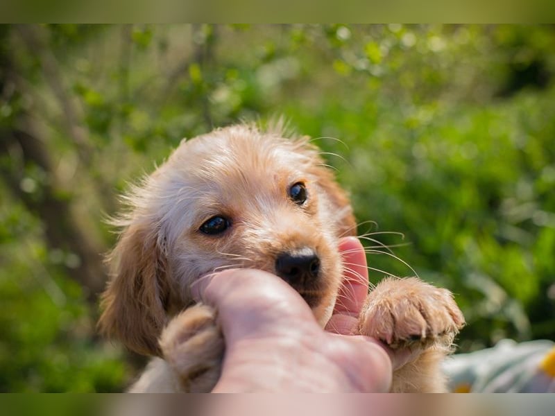 Welpe ULLI - schenkst du mir dein Herz und ein liebevolles Zuhause?