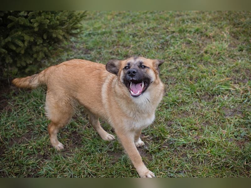 DUNA -  ich möchte so gerne ein Teil deiner Familie sein!