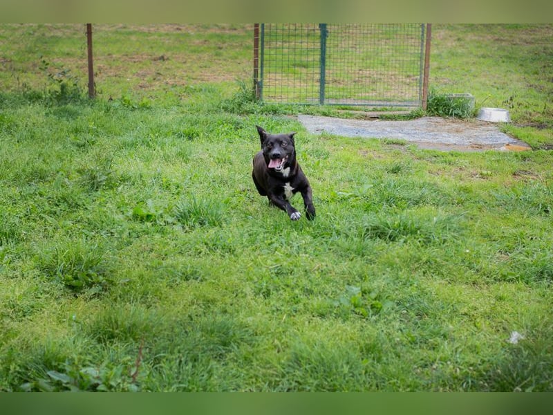 WILLY - der freundliche, soziale und sanfte Rüde träumt von einem liebevollen Zuhause