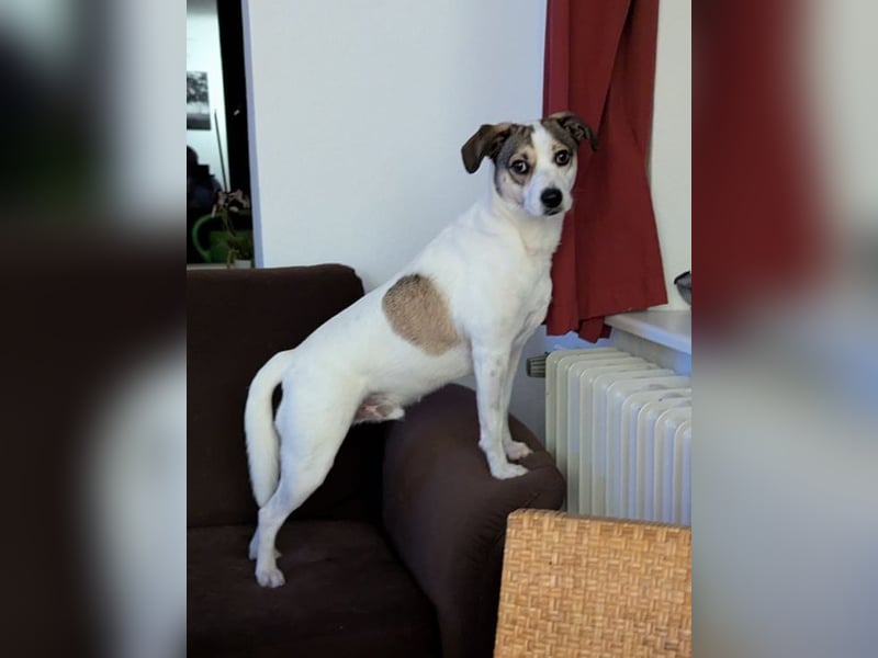 FIETE - lernen, spielen, kuscheln - wer schenkt mir sein Herz und ein tolles Zuhause?