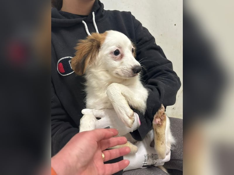 Welpe JULIETTE - die ängstliche Maus sucht ein liebevolles, geduldiges, hundeerfahrenes Zuhause