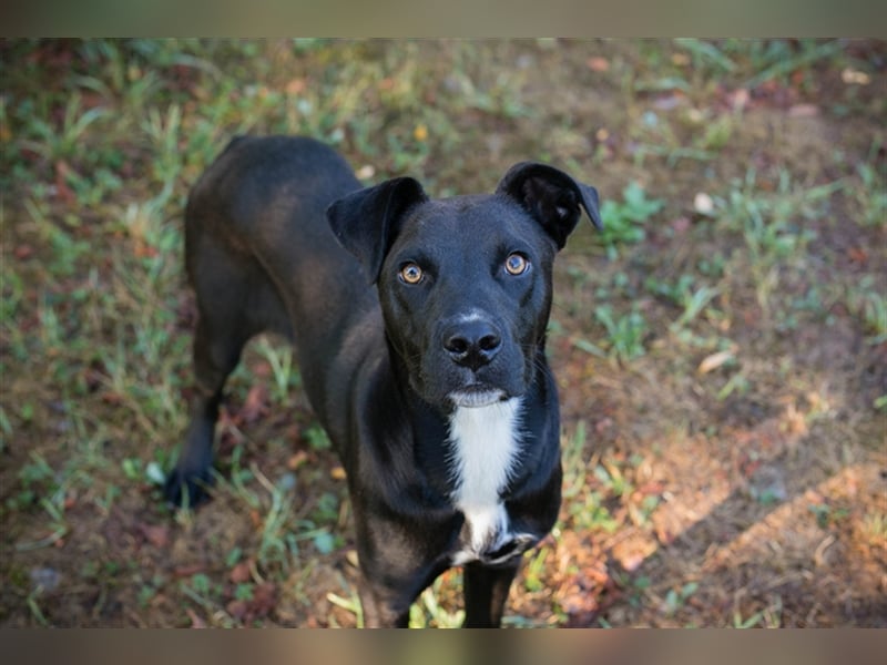 Böll - Aktiv und interessiert sucht er seine Familie die viel mit ihm trainiert und unternimmt