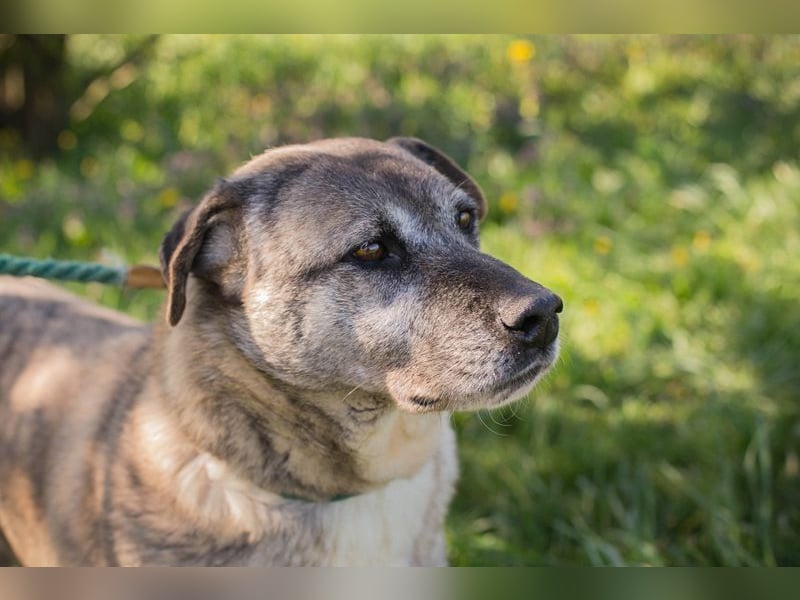 WILSON - der ruhige und bedächtige Senior mit der zarten Seele sucht ein liebevolles Zuhause