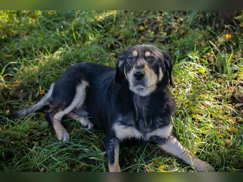 SNOOPY - Aufgeschlossener, freundlicher und fröhlicher Hundebub sucht sein eigenes Körbchen