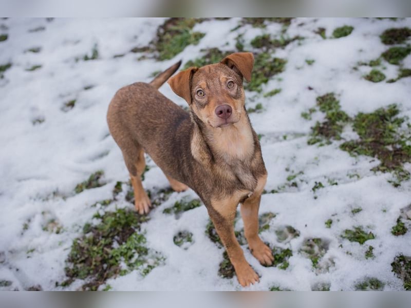 Welpe MERLE - wer verliebt sich in mich und schenkt mir ein tolles Zuhause?